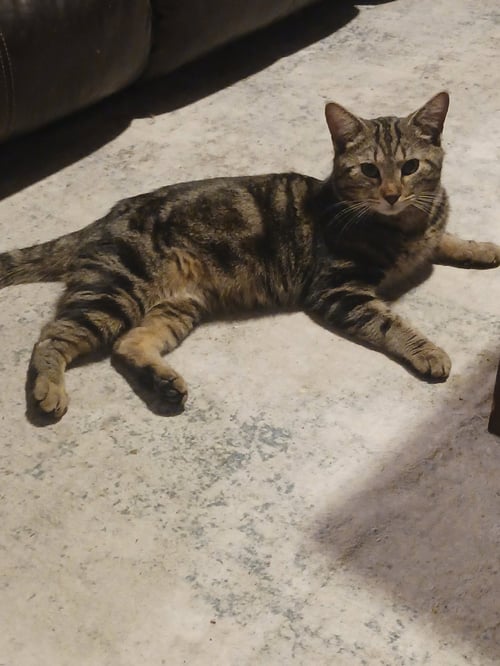 OLIVER (7042) - Tabby for adoption in Tampa