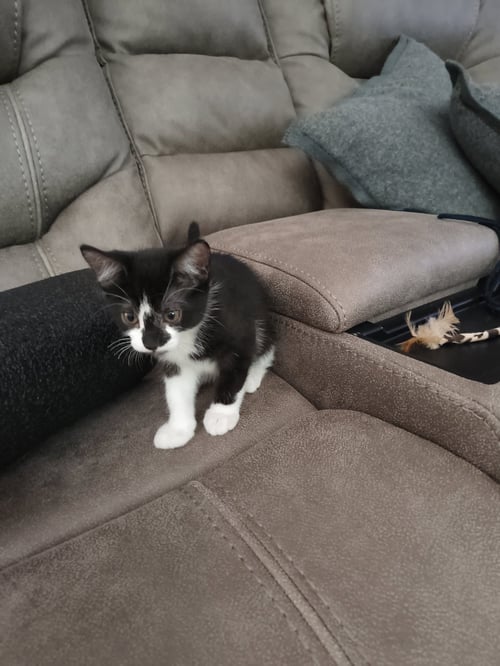 OREO (NEW) - Domestic Short Hair for adoption in Tampa