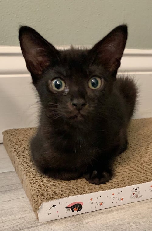 SHELIA - Domestic Short Hair for adoption in Tampa