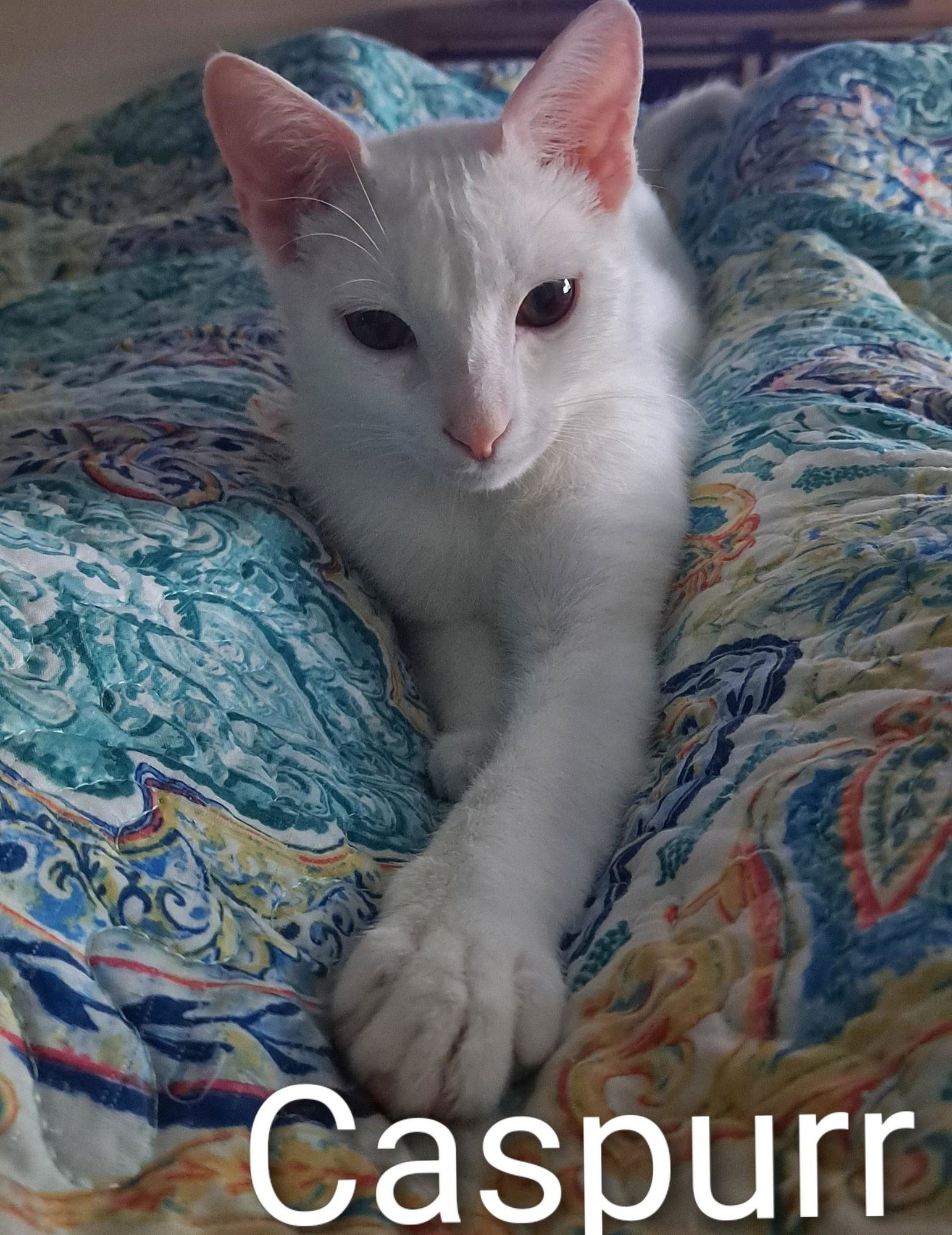 CASPURR (8495) - Domestic Short Hair for adoption in Tampa