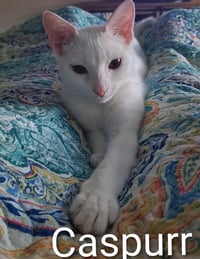 Caspurr (8495) - Photo 3