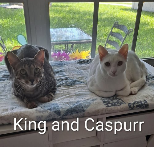 CASPURR (8495) - Domestic Short Hair available for adoption
