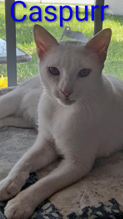 Caspurr (8495) Image