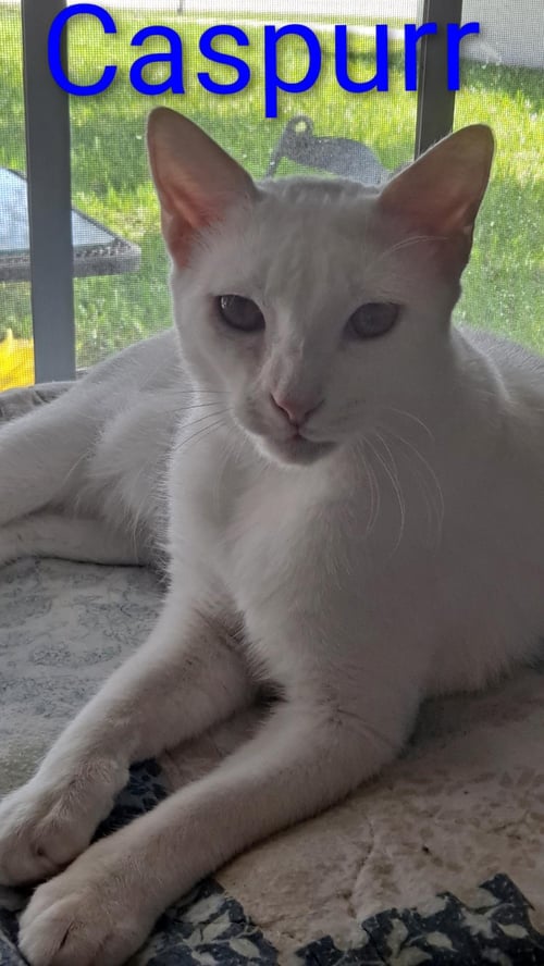 CASPURR (8495) - Domestic Short Hair for adoption in Tampa