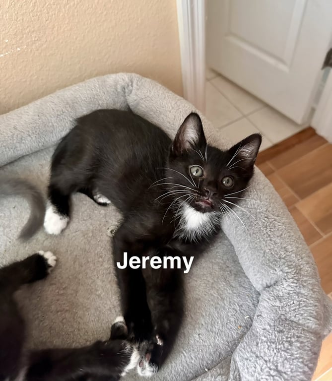 Jeremy (4988) Image