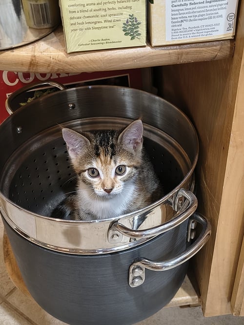 ROCKY ROAD (NEW) - Tiger for adoption in Tampa