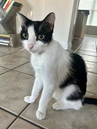 Nova (1297) - Photo 1