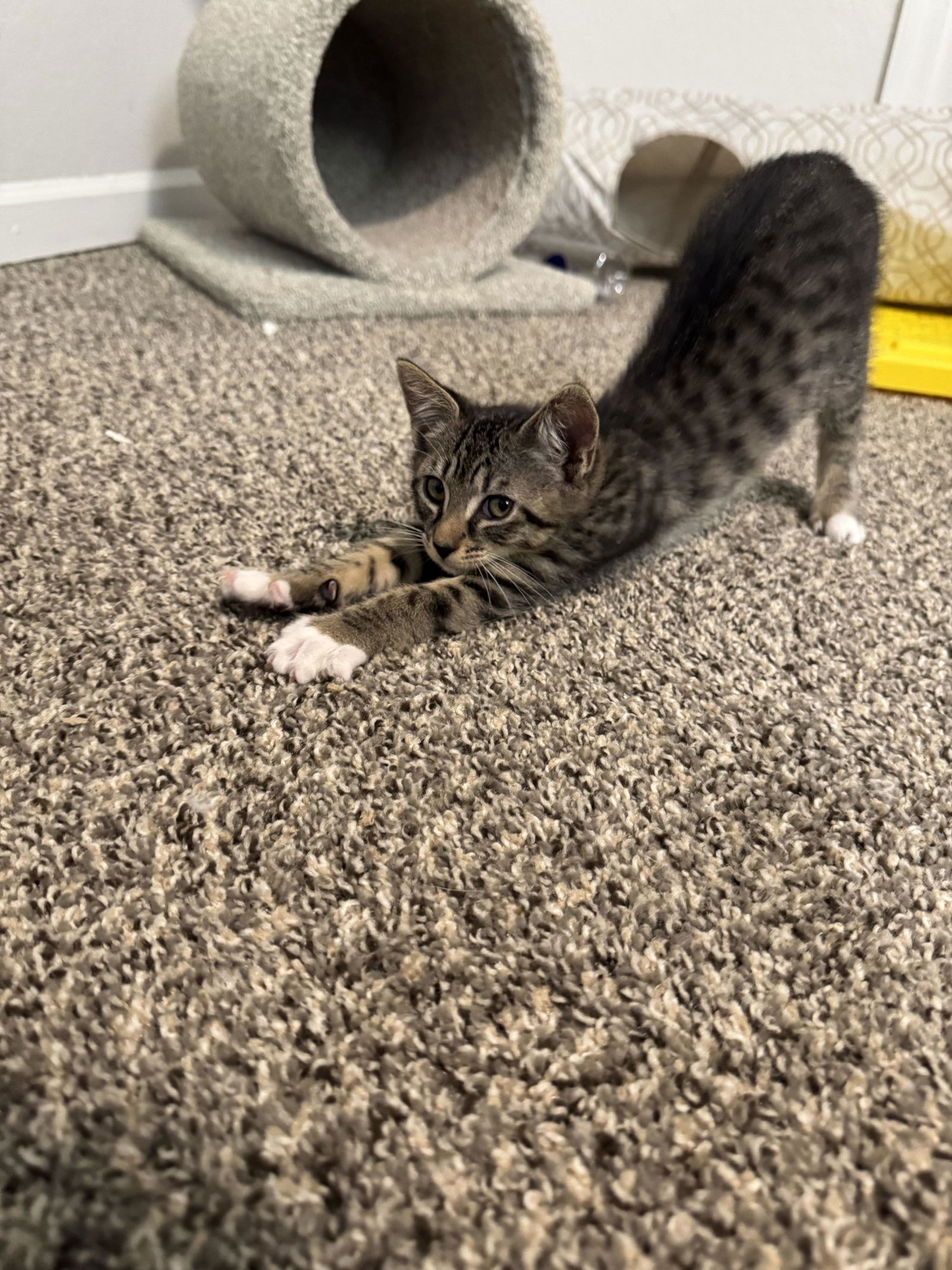 ARIES (9988) - Tiger available for adoption