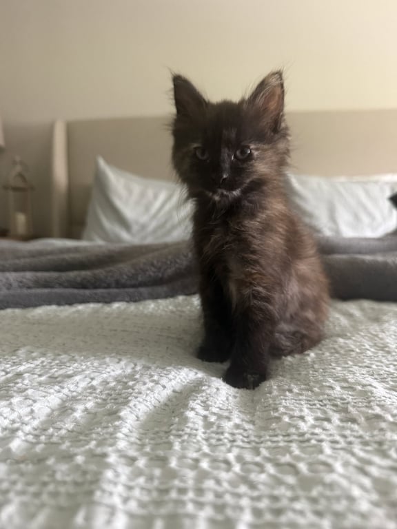 Mocha (0838) Image