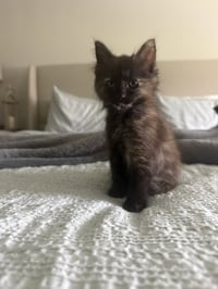 Mocha (0838) - Photo 1
