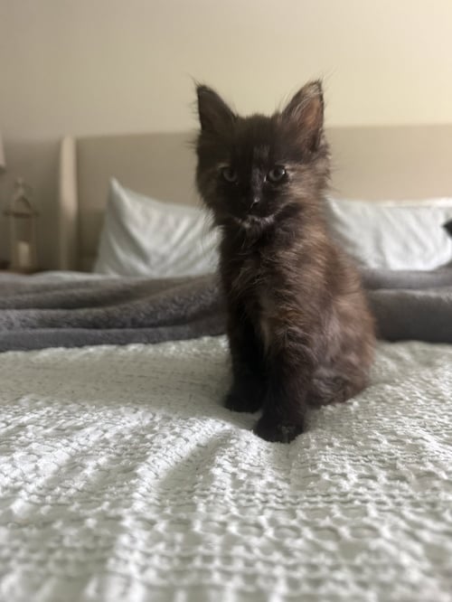 MOCHA (0838) - Domestic Medium Hair / Tortoiseshell for adoption in Tampa