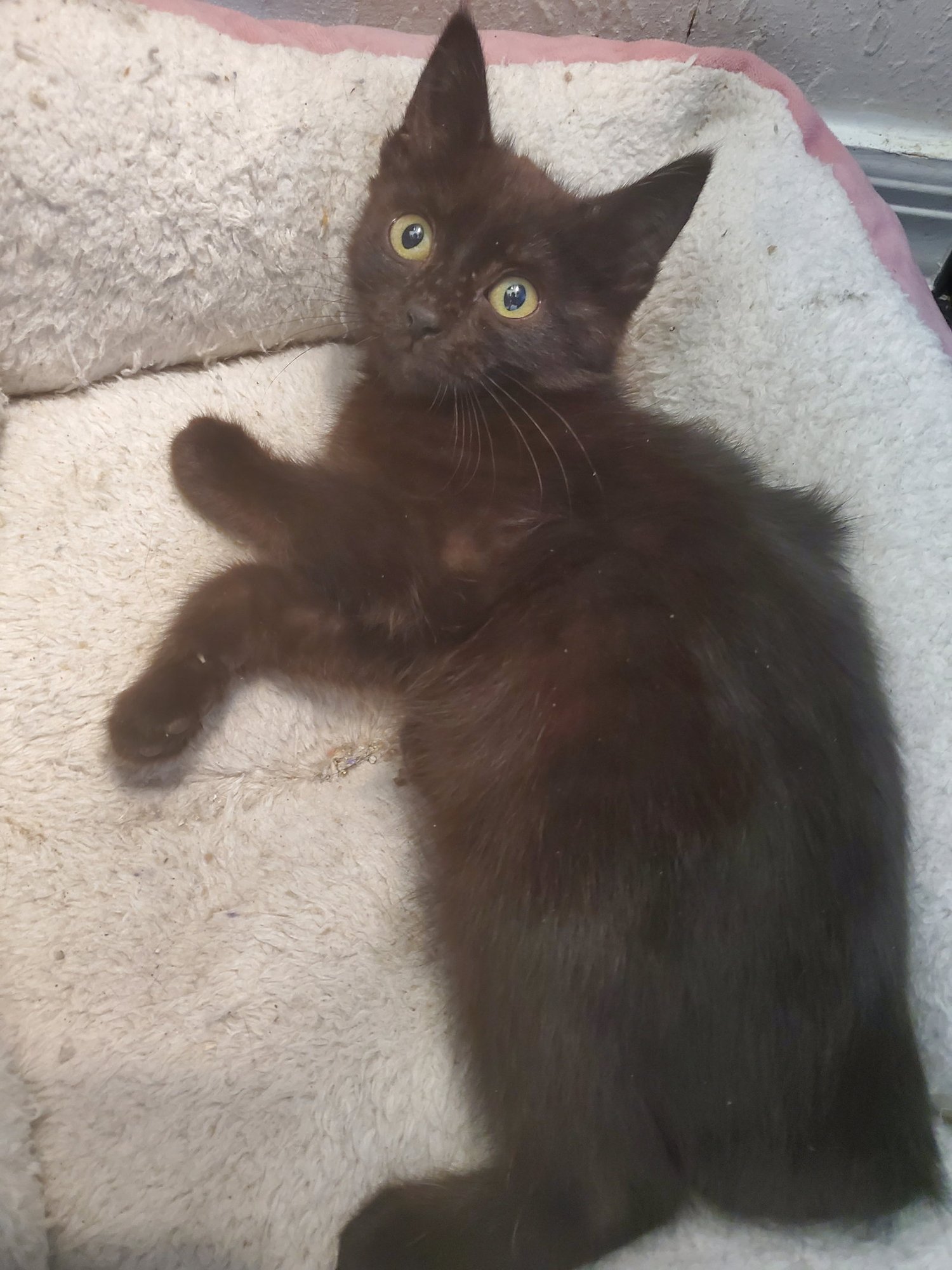 FELICIA HARDY (6418) - Domestic Short Hair for adoption in Tampa