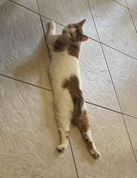 Salsa (9108) - Photo 2