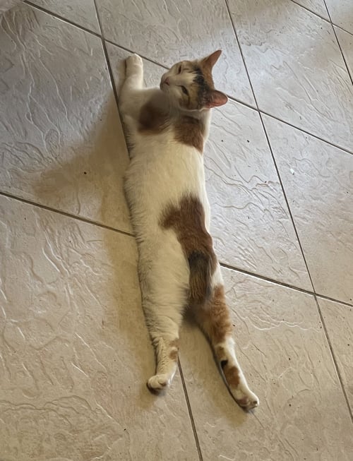 SALSA (9108) - Calico available for adoption
