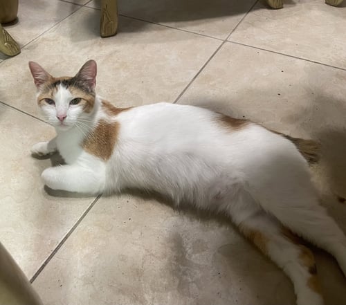 SALSA (9108) - Calico for adoption in Tampa