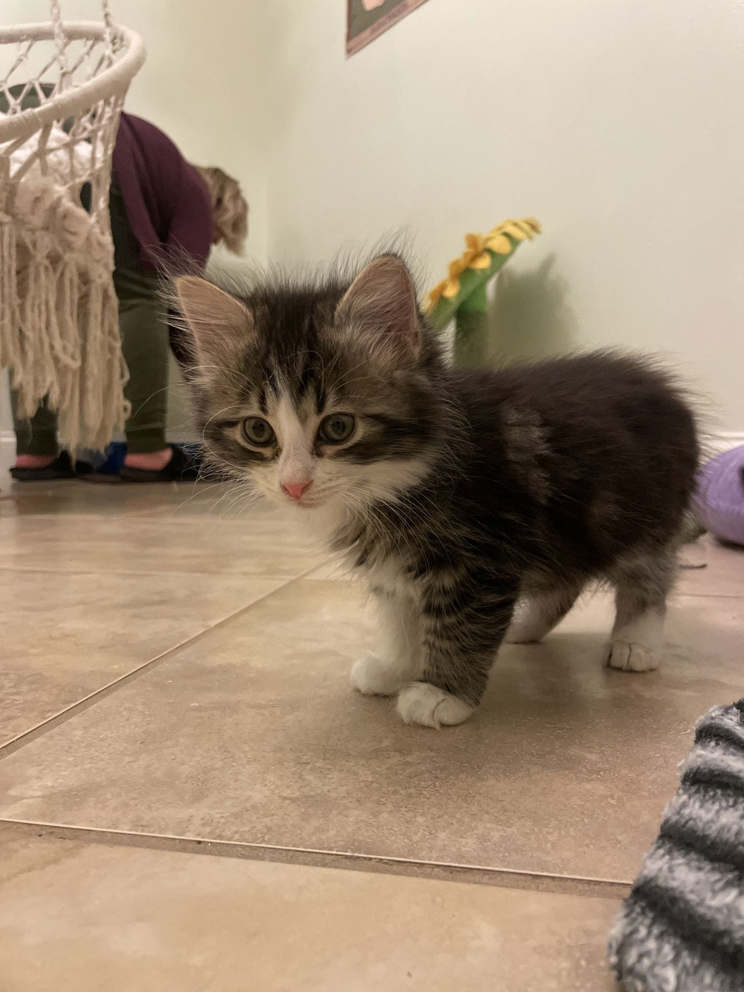 BUCK (NEW) - Domestic Medium Hair available for adoption