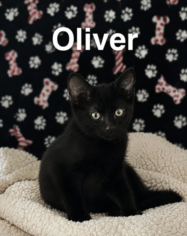 Oliver (1581) Image