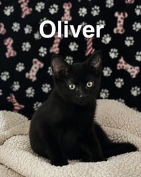 Oliver (1581) - Photo 1