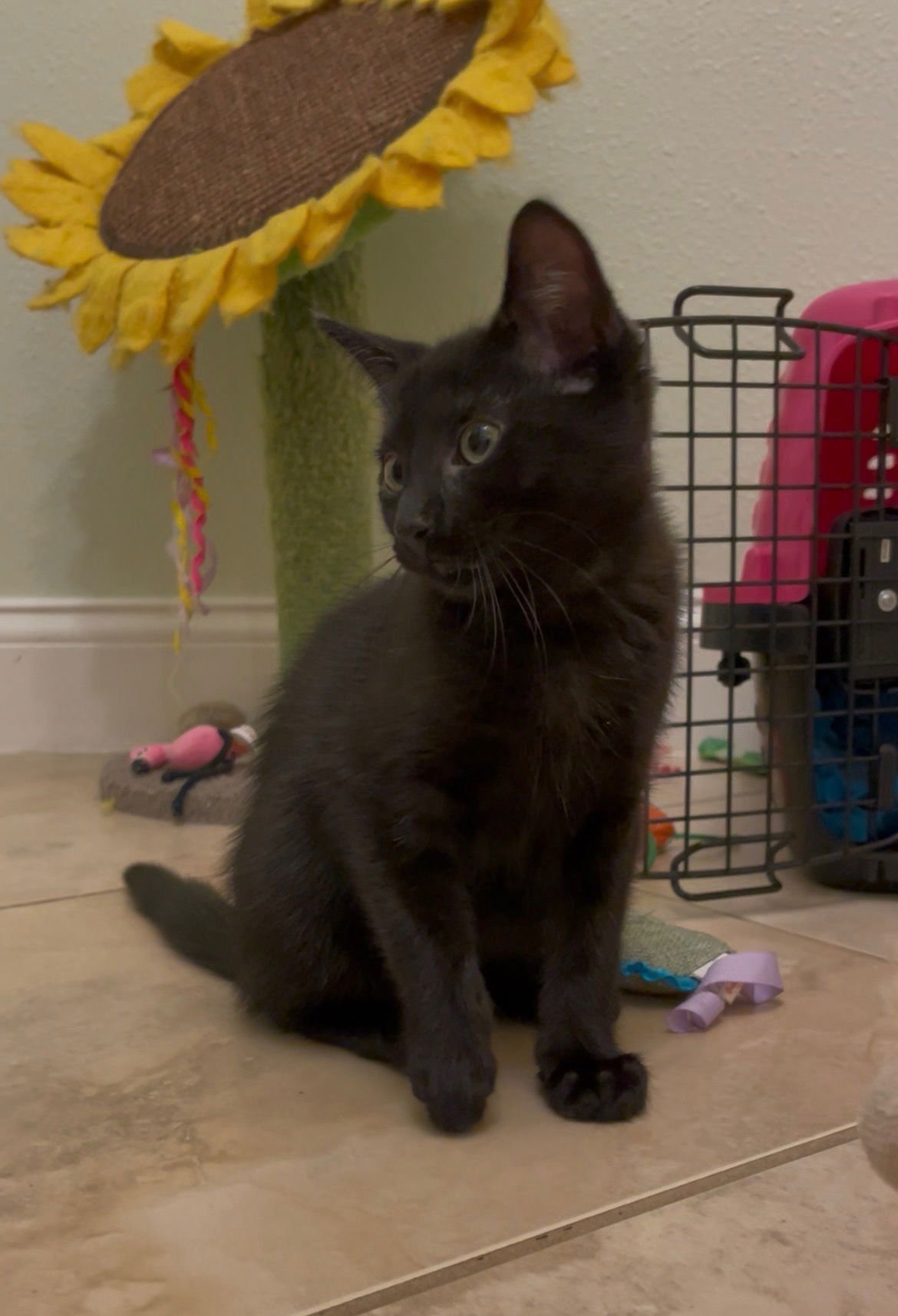 DAGGER (NEW) - Domestic Short Hair available for adoption