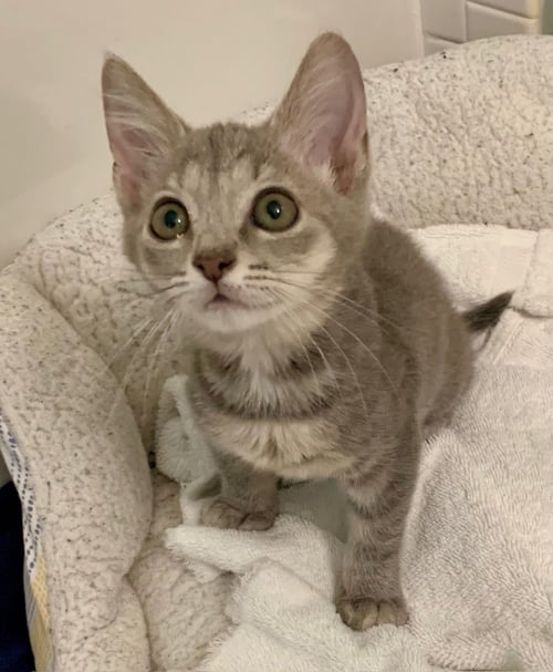 ZOLA (NEW) - Domestic Short Hair for adoption in Tampa