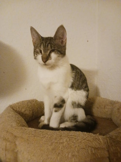 CLOVES (3403) - Tabby for adoption in Tampa