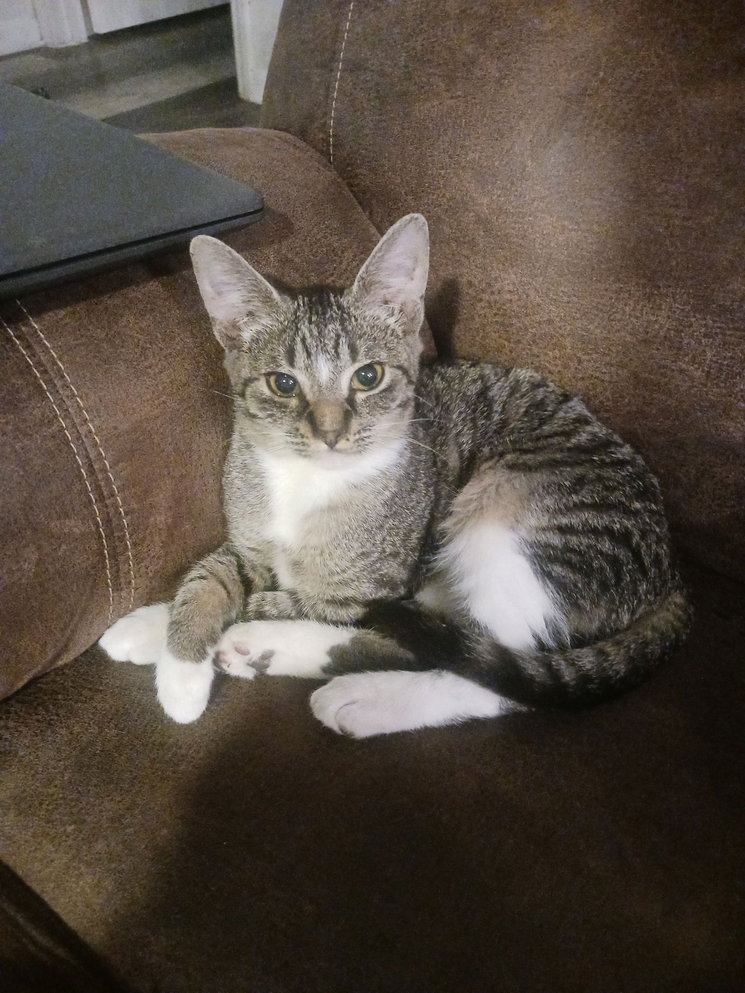 TAWNY (2821) - Tiger for adoption in Tampa