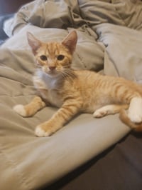 Fireball (3054) - Photo 2