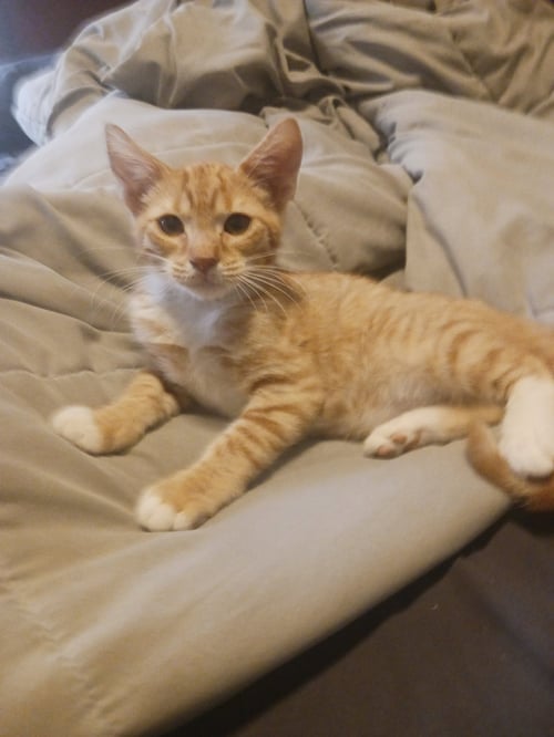 FIREBALL (3054) - Domestic Short Hair available for adoption
