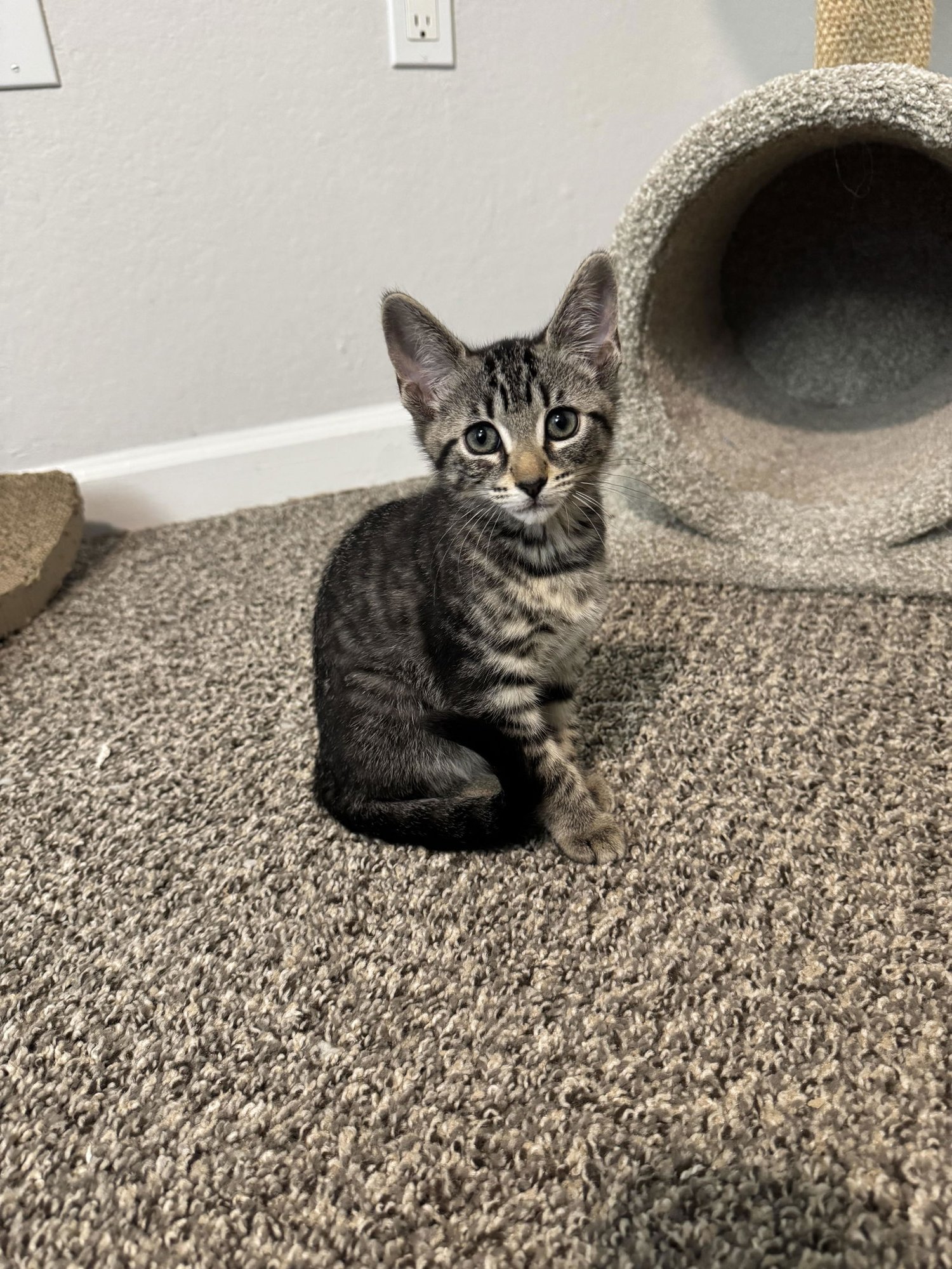 ARTEMIS (9997) - Tiger available for adoption