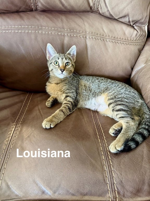 Louisiana (3059) Image