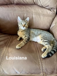 Louisiana (3059) - Photo 1