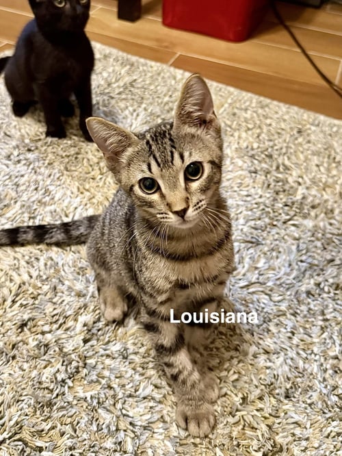 LOUISIANA (3059) - Domestic Short Hair available for adoption