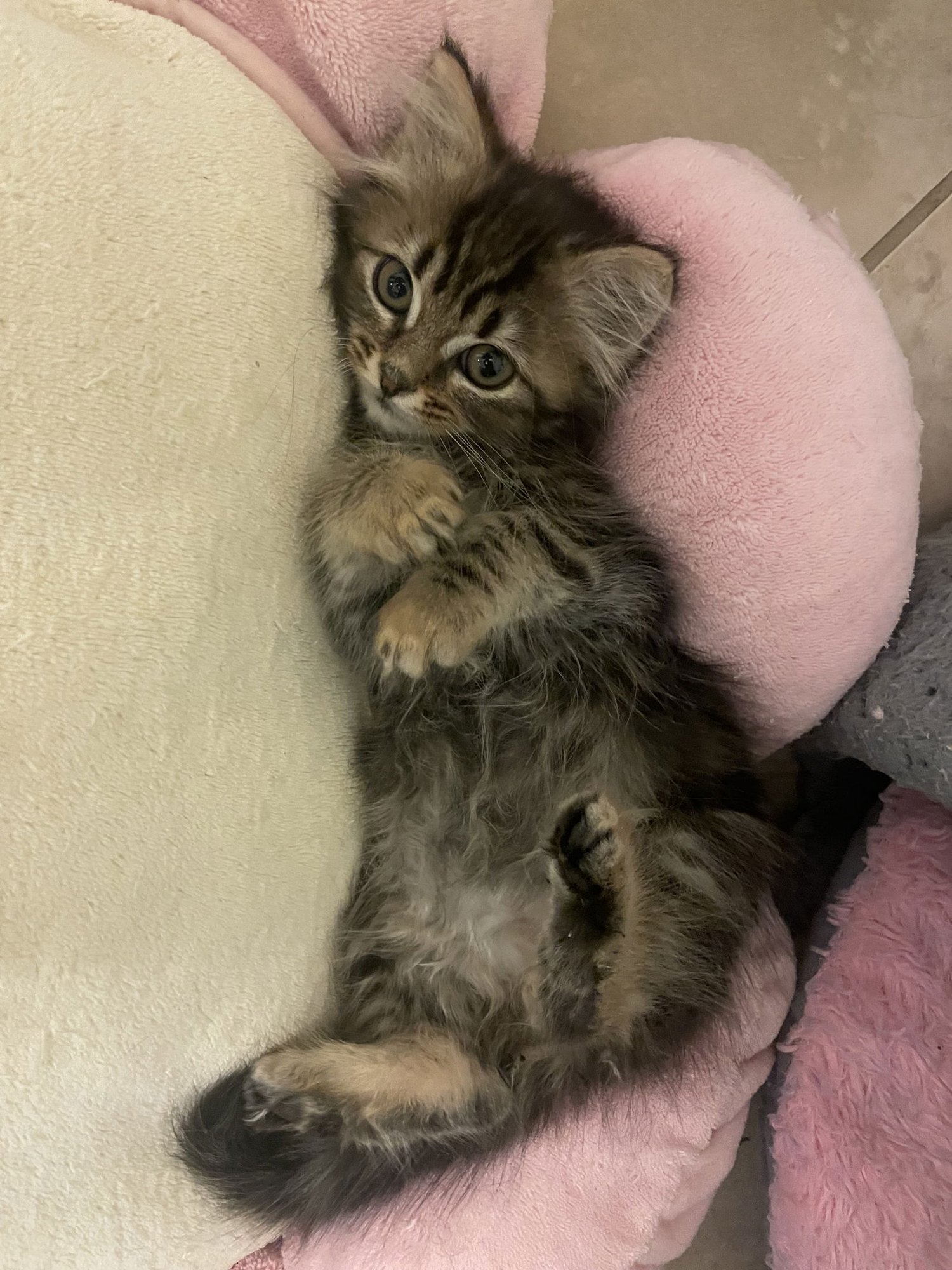 IO (NEW) - Domestic Medium Hair available for adoption