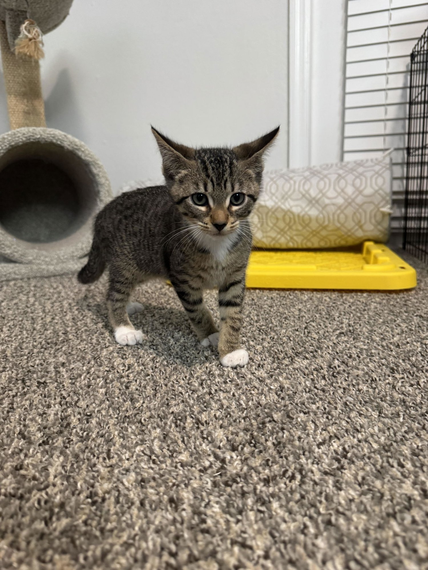 APOLLO (0000) - Tiger available for adoption