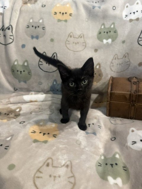 ANNIE (0398) - Domestic Short Hair for adoption in Tampa