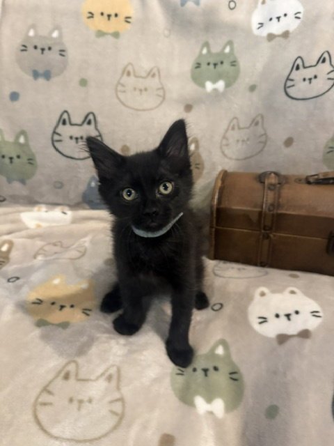 BILL (5054) - Domestic Short Hair for adoption in Tampa