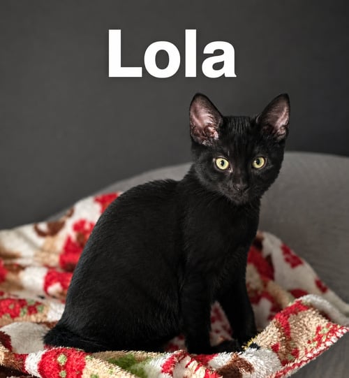 LOLA (4590) - Domestic Short Hair for adoption in Tampa