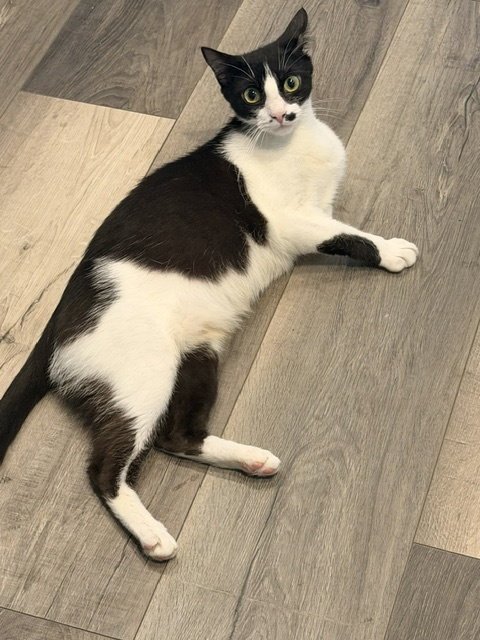 EVERGLADES (2625) - Domestic Short Hair for adoption in Tampa