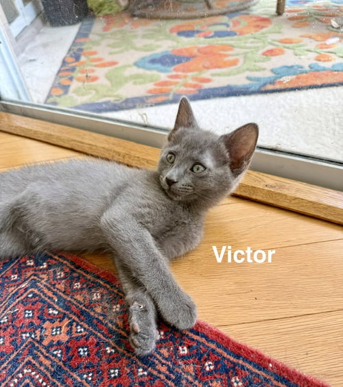 VICTOR (4987)
