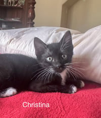 Christina (4986) - Photo 1