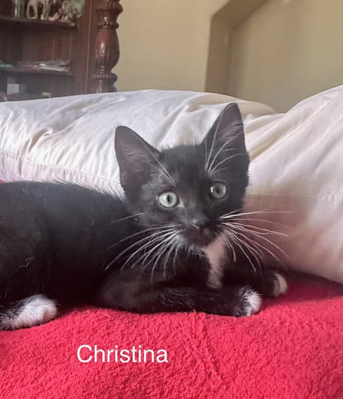 CHRISTINA (4986) - Domestic Short Hair for adoption in Tampa