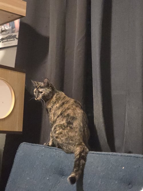SERENA (6562) - Tortoiseshell available for adoption