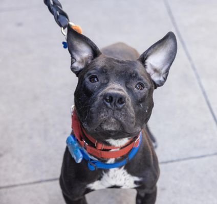 DANCER - Unknown available for adoption