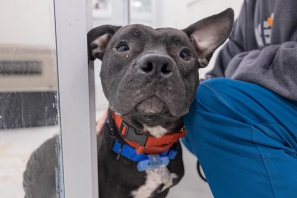 DANCER - Unknown available for adoption