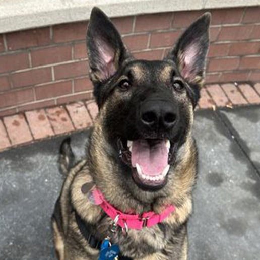 LAFAYETTE - Unknown available for adoption