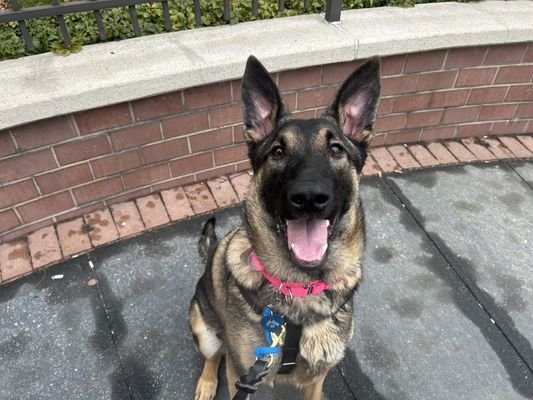 LAFAYETTE - Unknown available for adoption