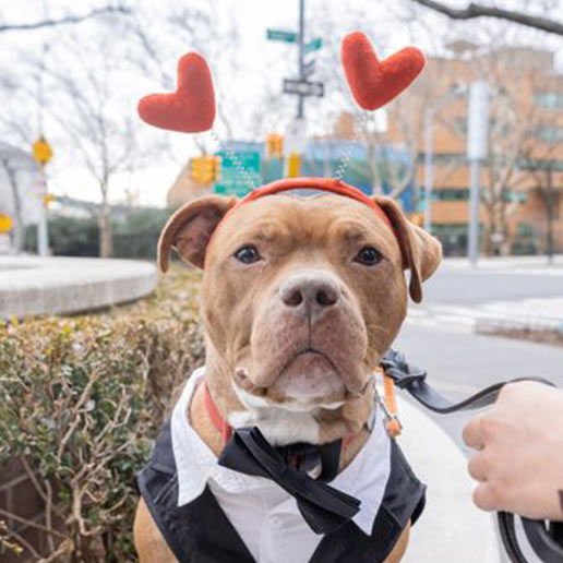 NECTAR - Unknown available for adoption