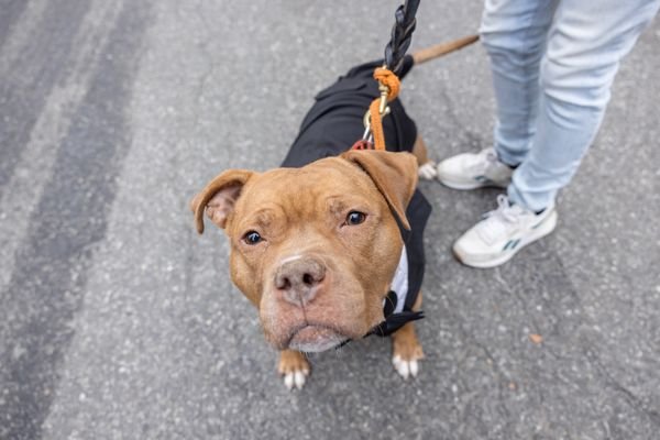 NECTAR - Unknown available for adoption