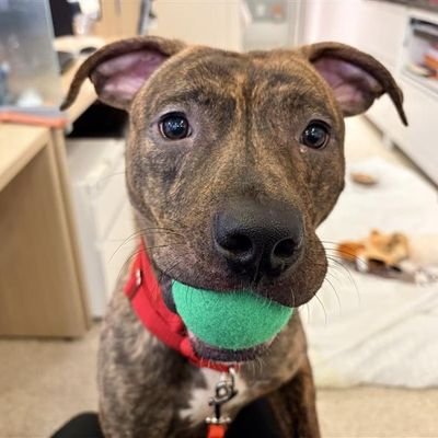 DASHER - Unknown available for adoption