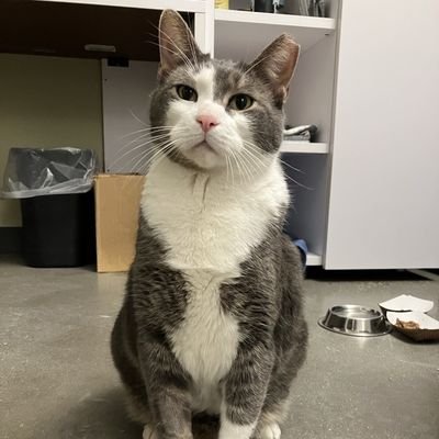 JINGLE - Domestic Short Hair available for adoption